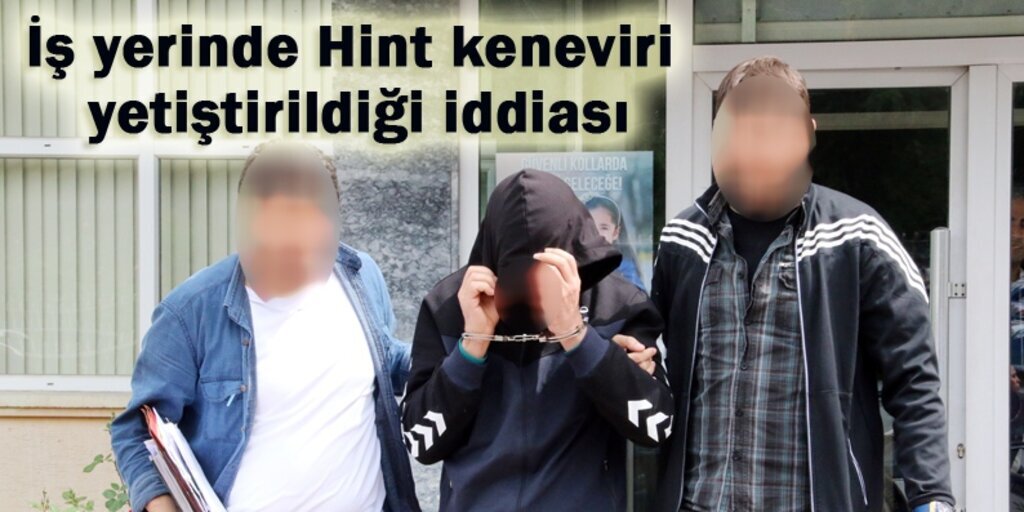 Kenevir tohumları yetiştiriyor iddiasına gözaltı