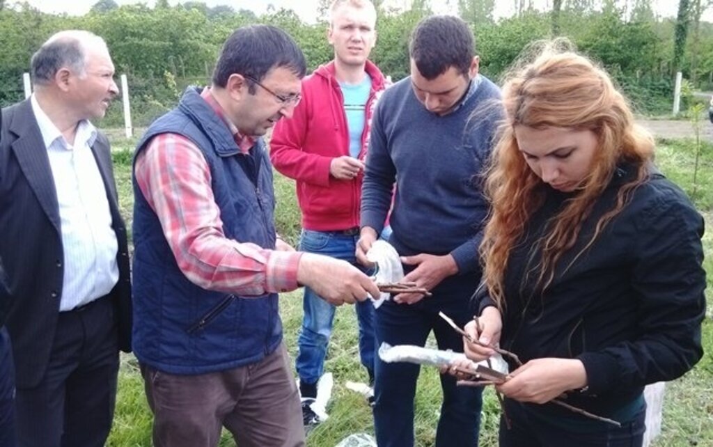 Kestane Anaçları Aşılandı