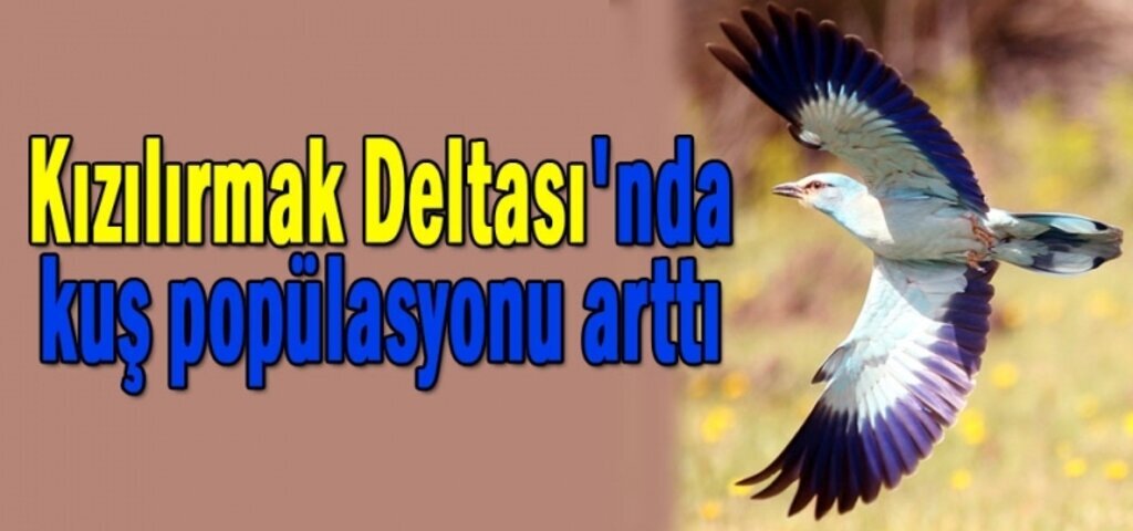 Kızılırmak Deltası Kuş Cenneti'nde artış var!