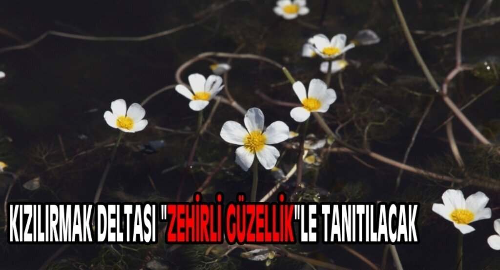 Kızılırmak Deltası 'zehirli güzellik'le tanıtılacak