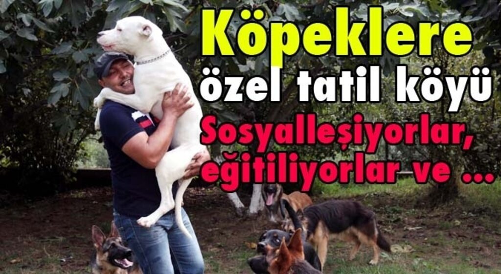Köpeklere özel tatil köyü