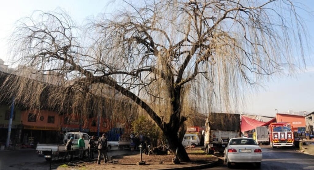 Koruma altındaki ağaca korkuluk yapılmasına tepki