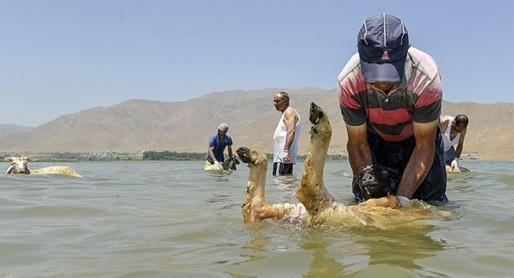 Koyunlara kırkımdan önce 'sabunlu duş'