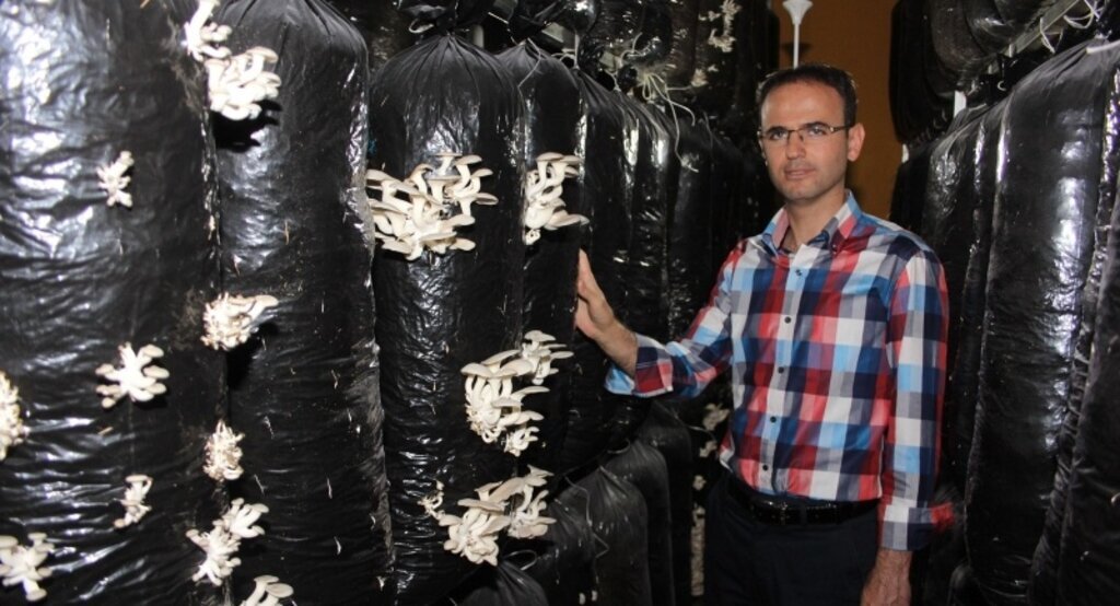 Kullanılmayan okul binasını mantar serasına çevirdi