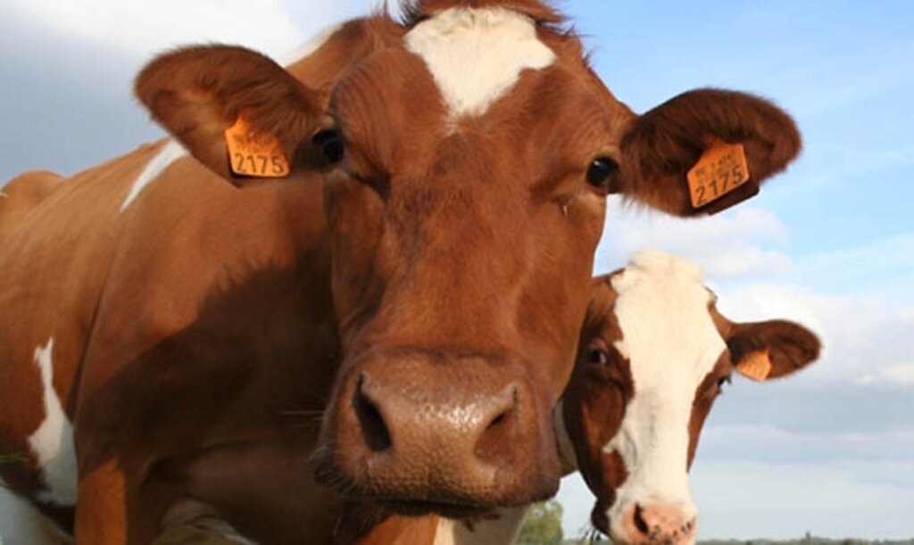 Kurban edilen hayvanların kulak küpesinin iadesi