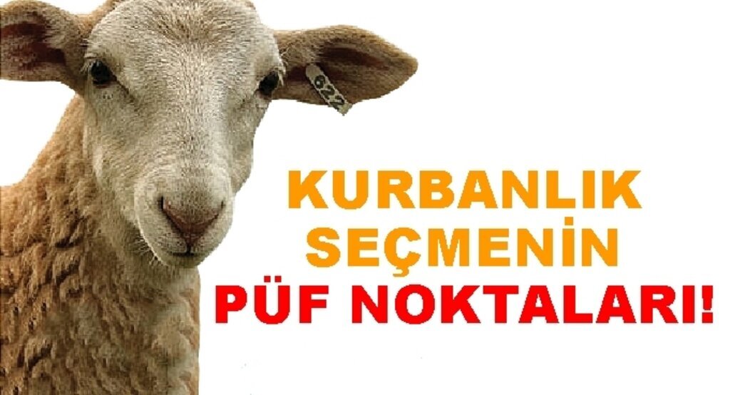 Kurbanlık seçmenin püf noktaları