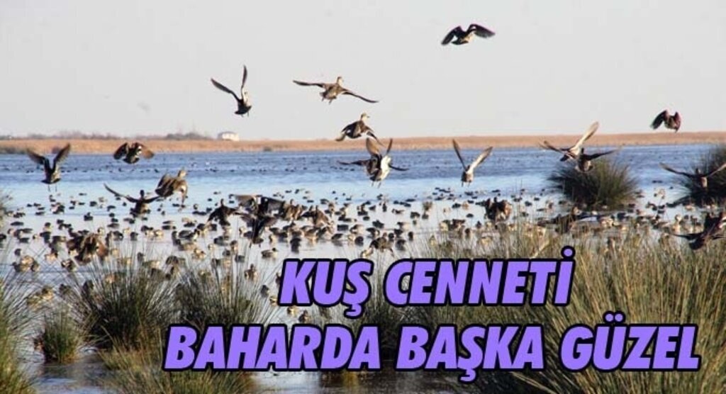 Kuş Cenneti baharda başka güzel