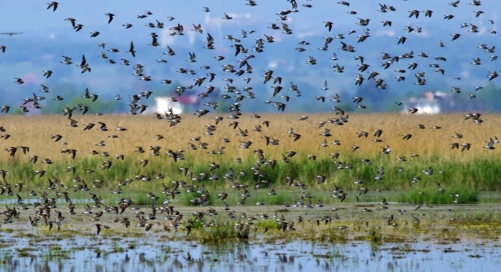 Kuşlar Nasıl Sayılır? İşte cevabı...