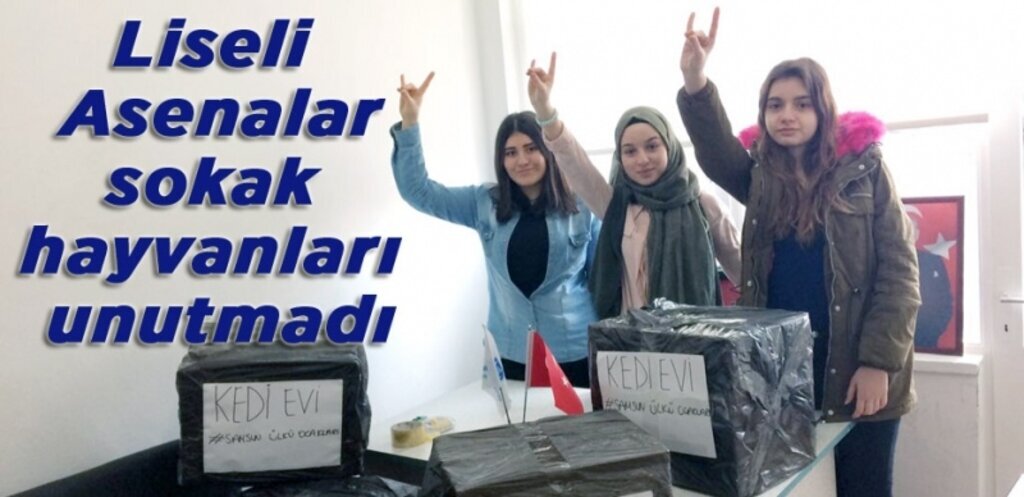 Liseli Asenalardan sokak hayvanlarına barınak