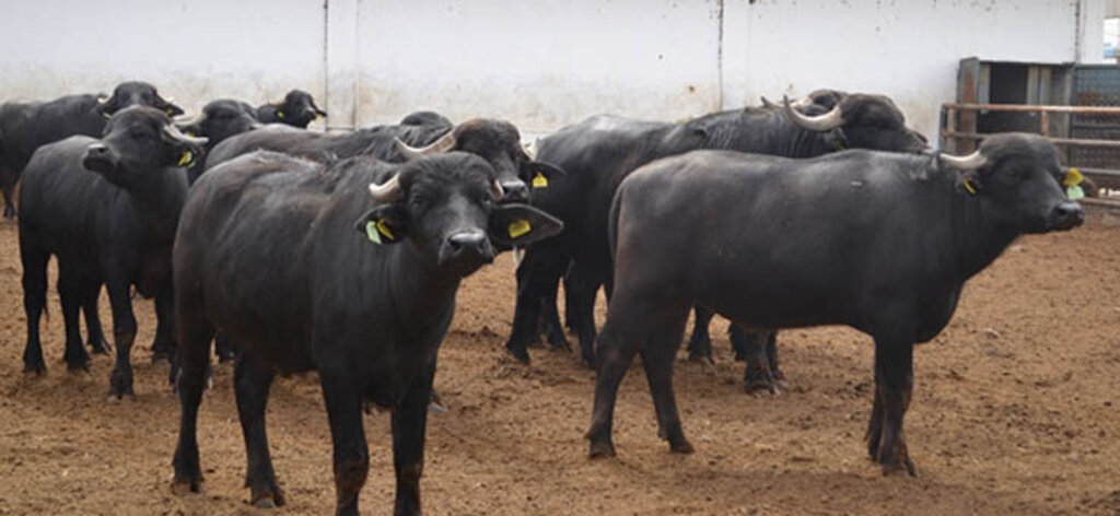 Mandalar Mutlu Çiftçiler Umutlu Projesi'nde teknik gezi
