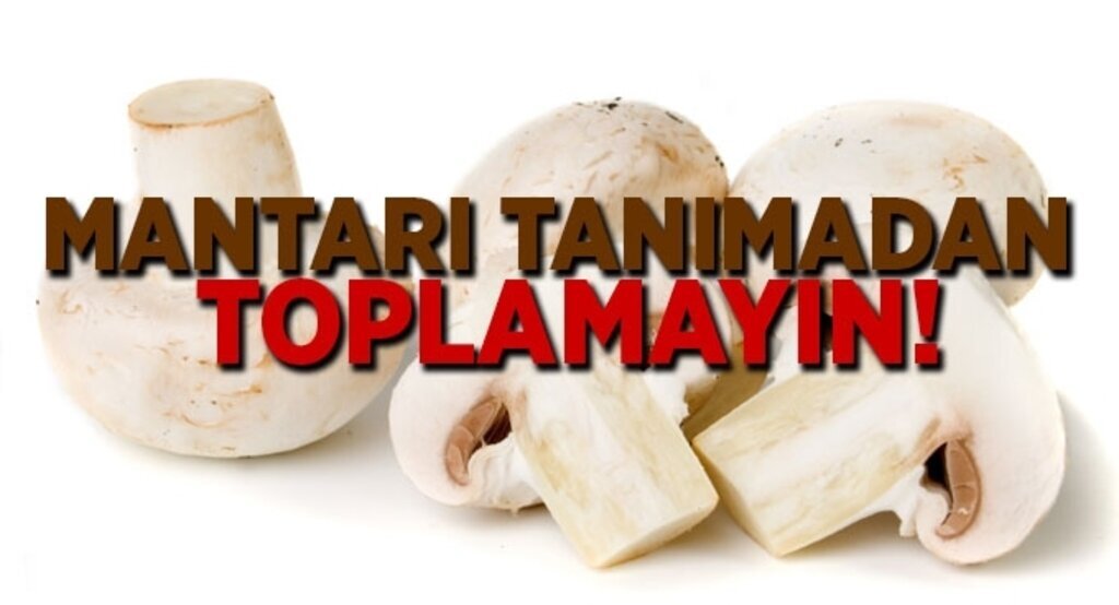 Mantarı tanımadan toplamayın