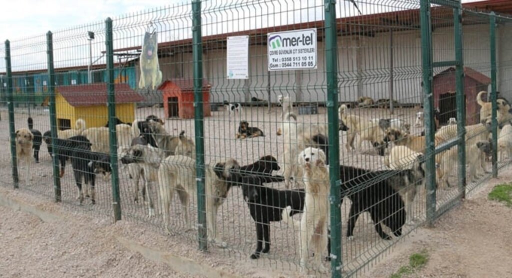 Merzifon Belediyesi Hayvan Barınağı iletişim