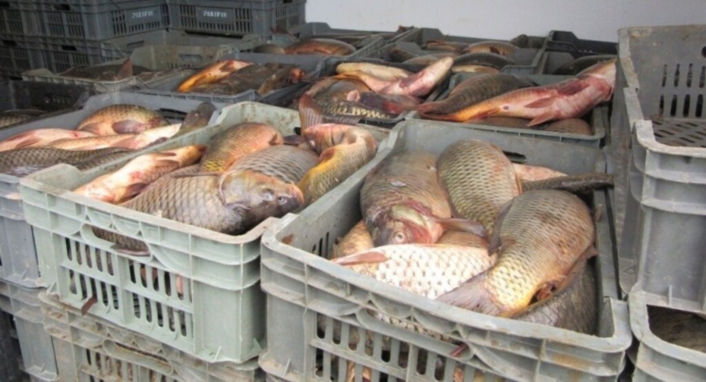 Minibüste 800 kilogram kaçak avlanmış balık ele geçirildi