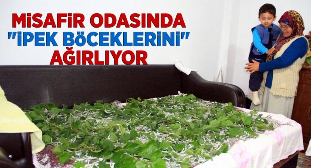 Misafir odasında 'ipek böceklerini' ağırlıyor