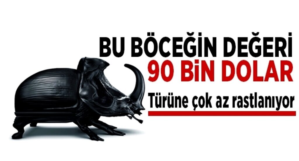 Nadir bulunan gergedan böceği bulundu
