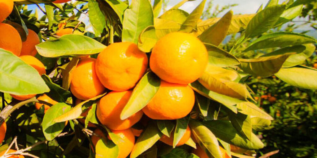 Narenciye de Rusya’ya ihracat başladı yüzler gülüyor