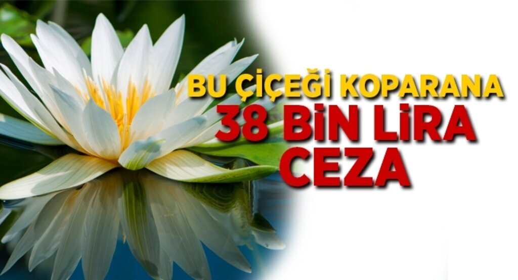Nilüferi koparana 38 bin lira ceza