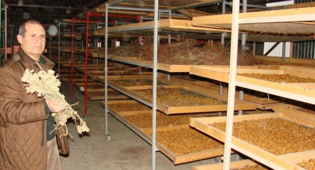 Ökse otundan çay yaptı