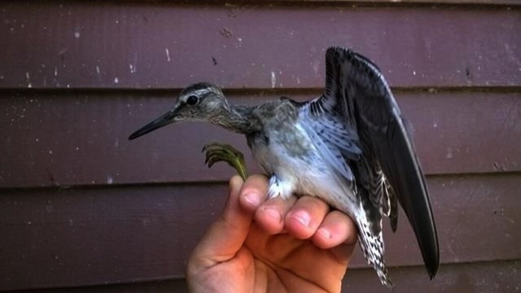 Orman düdükçünü kuşu ilk kez kayıt altına alındı