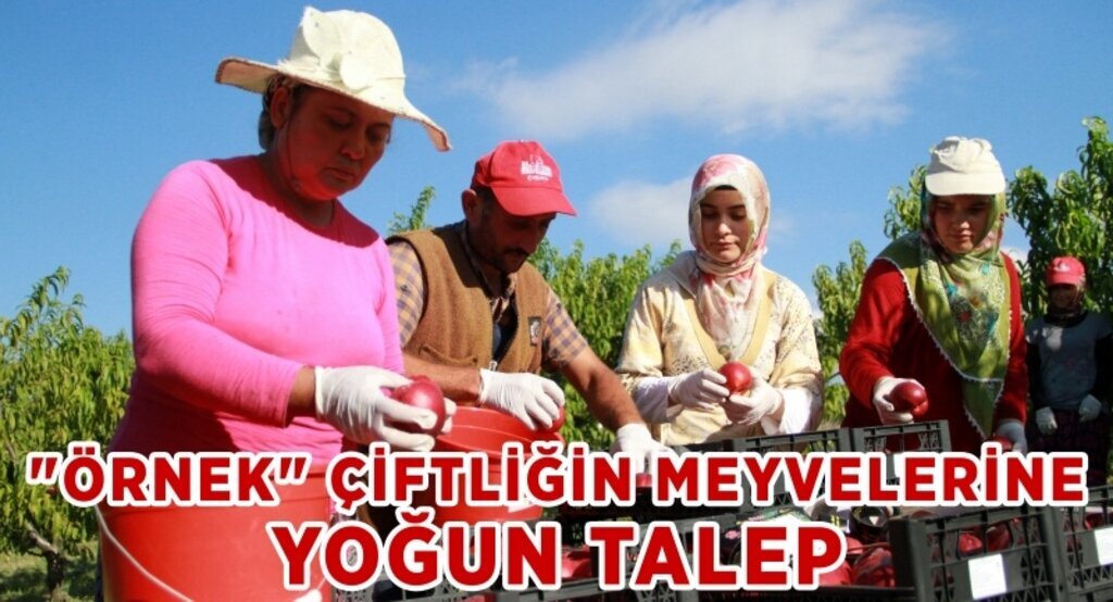 'Örnek' çiftliğin meyvelerine yoğun talep