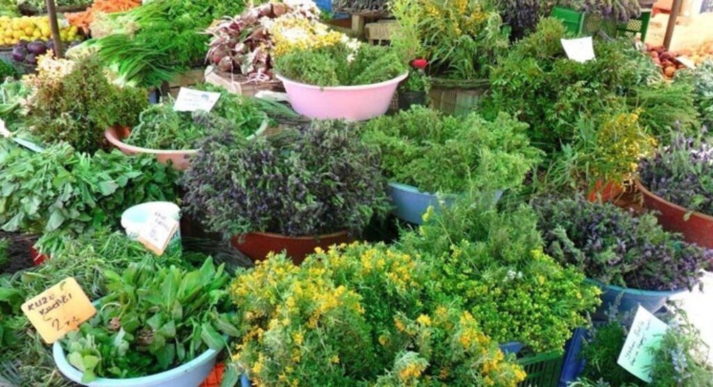 Ot Yemekleri Festivali Samsun'da Başladı