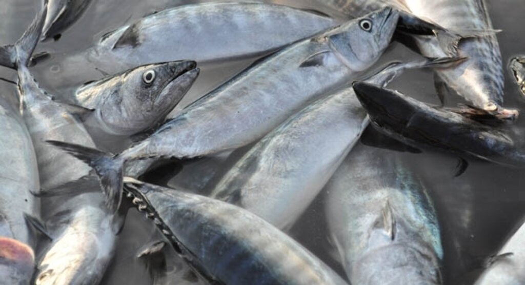 Palamut, Karadeniz'i terk etmeyince av sezonu uzadı