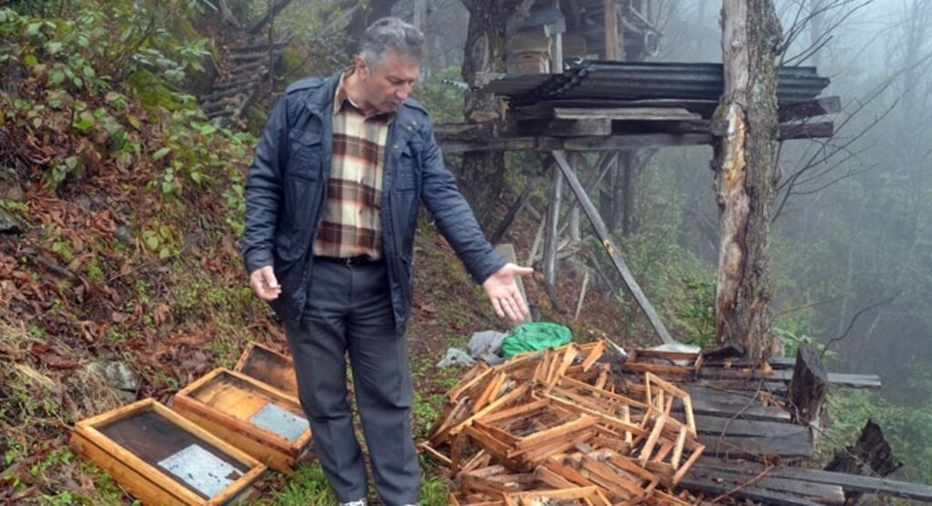 Rize'de ayılar, arı kovanlarına zarar verdi