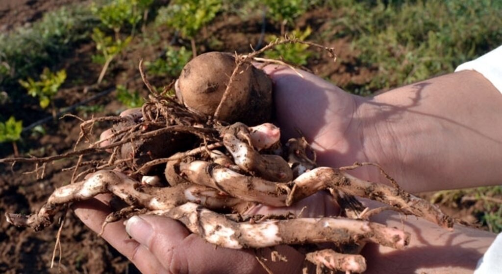 Salep orkideleri 'konyak' üretimiyle korunacak