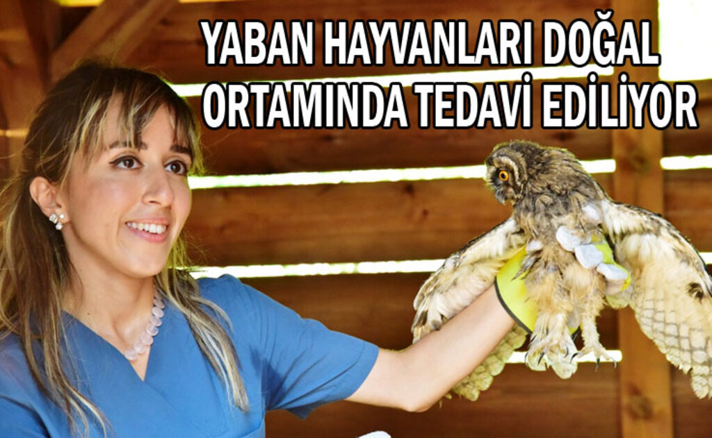 Samsun Büyükşehir Belediyesi vahşe doğaya sahip çıkıyor