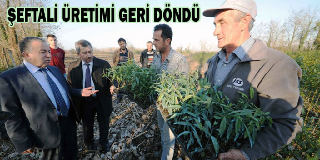 Samsun Büyükşehir Belediyesi'nden Şeftali üretimine destek