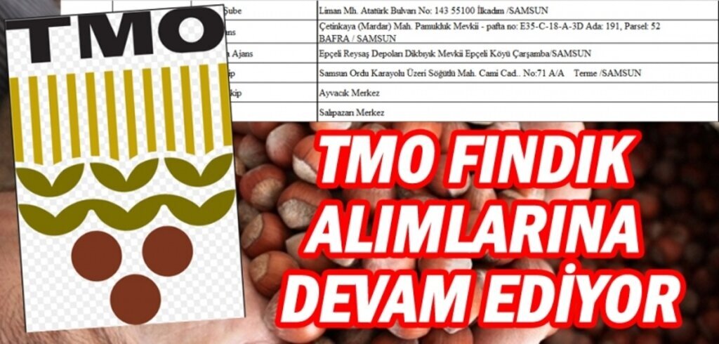Samsun fındık alım noktaları adres ve telefon numaraları!