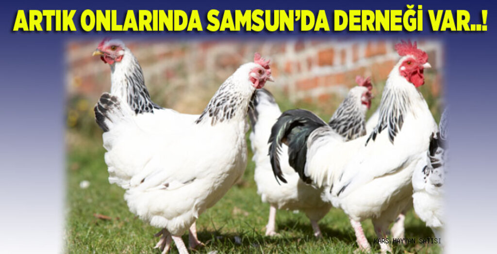 Samsun Kanatlı Süs Hayvanları Yetiştiricileri Derneği açıldı