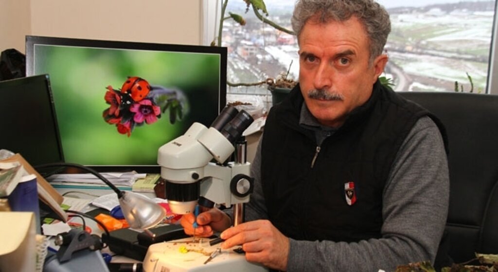 'Samsun madımağı' yok olma tehlikesiyle karşı karşıya