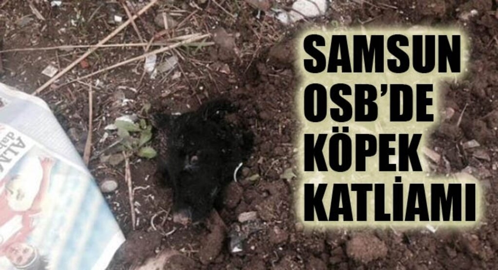 Samsun OSB'de köpek katliamı