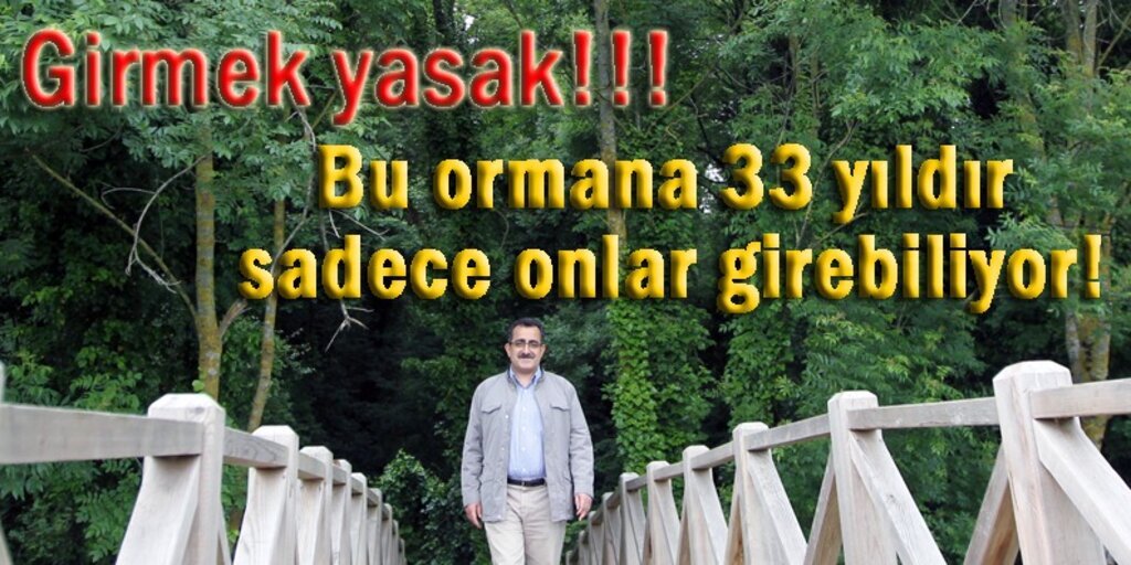 Samsun'da bu ormana sadece onlar girebiliyor!