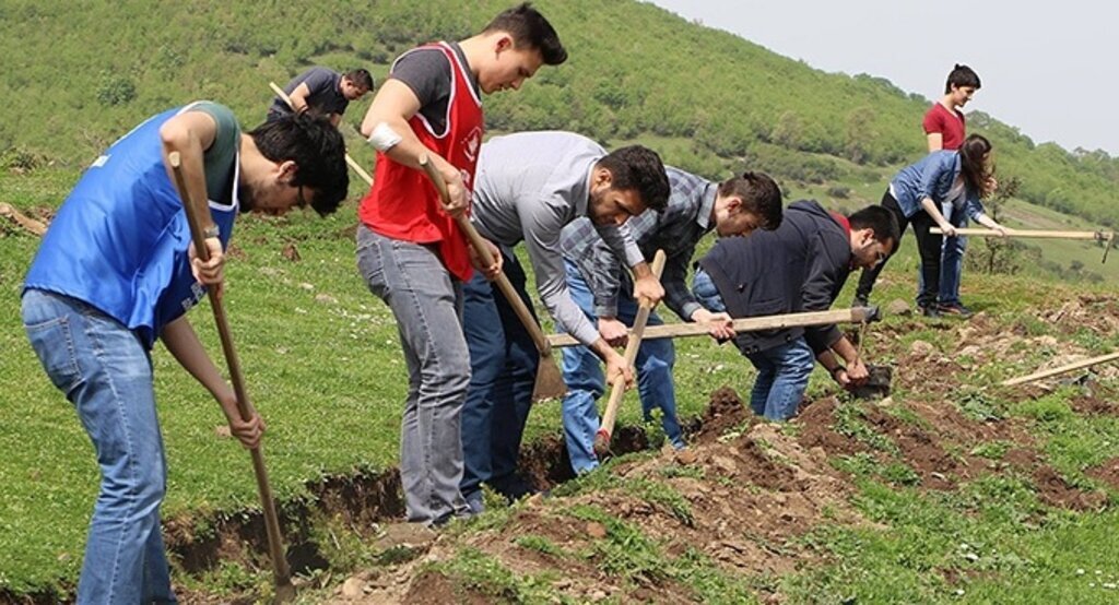 Samsun'da gençler 200 adet çam fidanı dikti