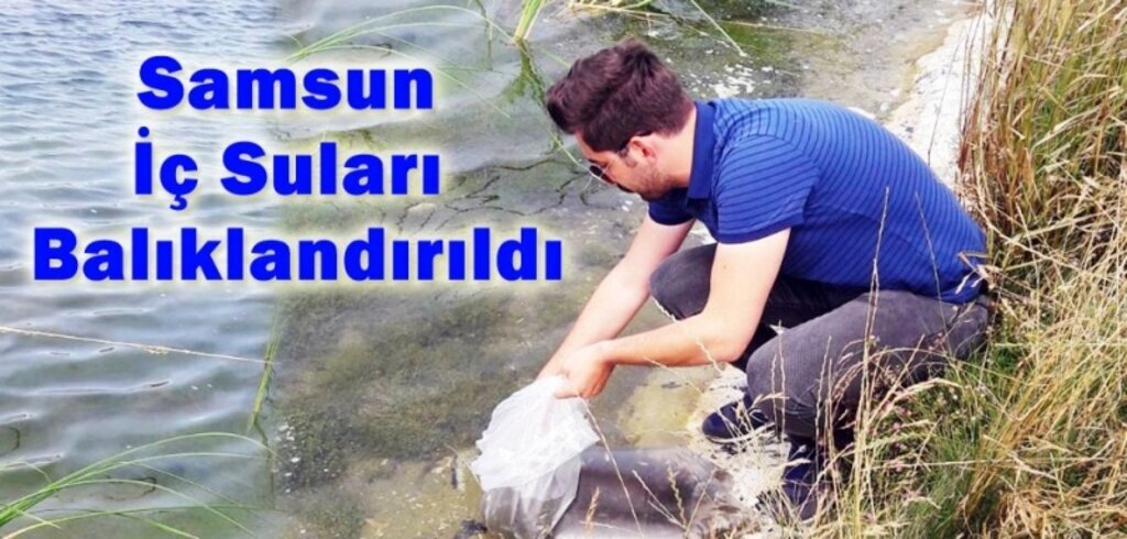 Samsun'da göl ve göletlere sazan yavrusu bırakıldı