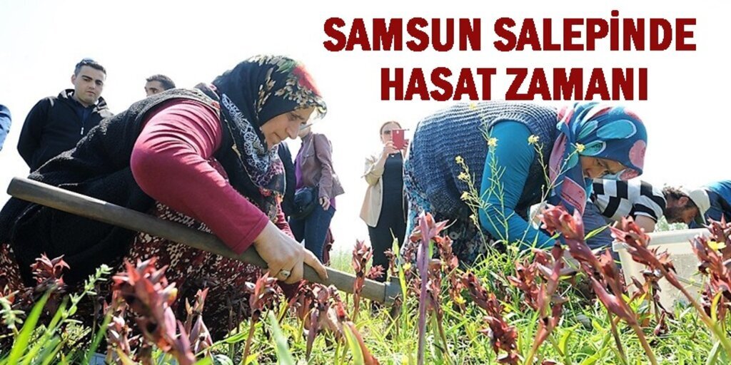 Samsun'da orkide hasatı başladı