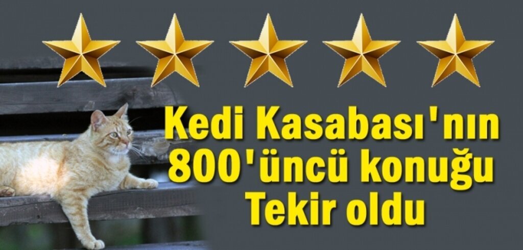 Samsun'daki bu kasaba da sadece kediler yaşıyor