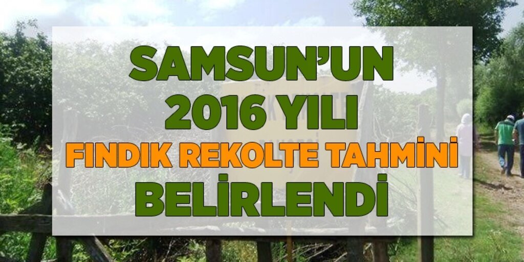 Samsun’un 2016 yılı fındık rekolte tahmini belirlendi