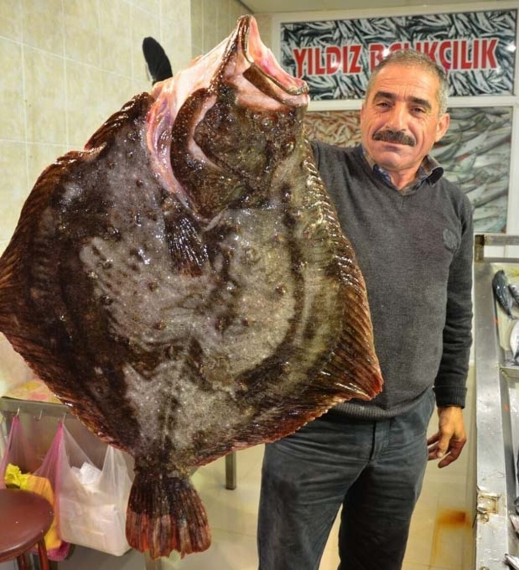 Sinop'da 10 kilogramlık kalkan yüz güldürdü