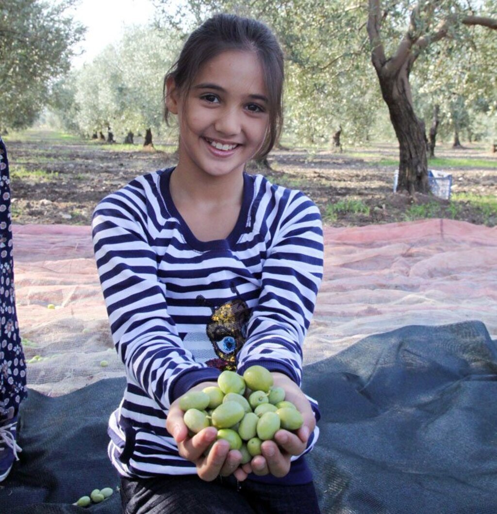 Sofralık zeytin ihracatını rekor ihracat fiyatı da kurtaramadı