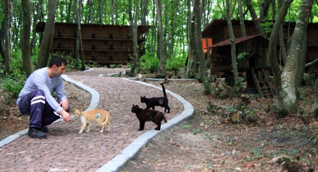 Sokak kedileri için 5 yıldızlı 'Kedi Kasabası'