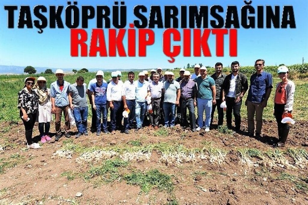 Taşköprü Sarımsağına Samsun'dan Rakip Çıktı