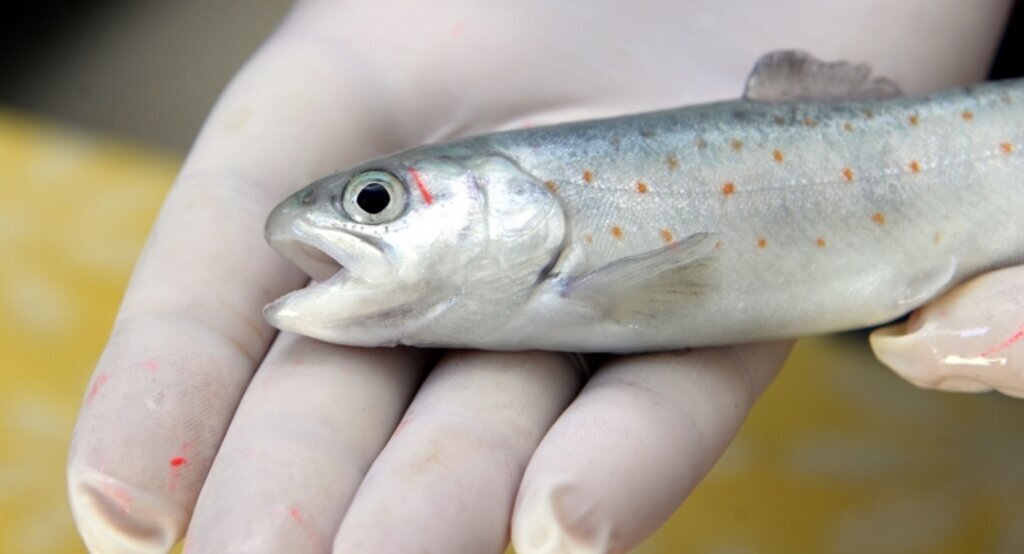 Tatlı suların kralları yuvalarına dönüyor