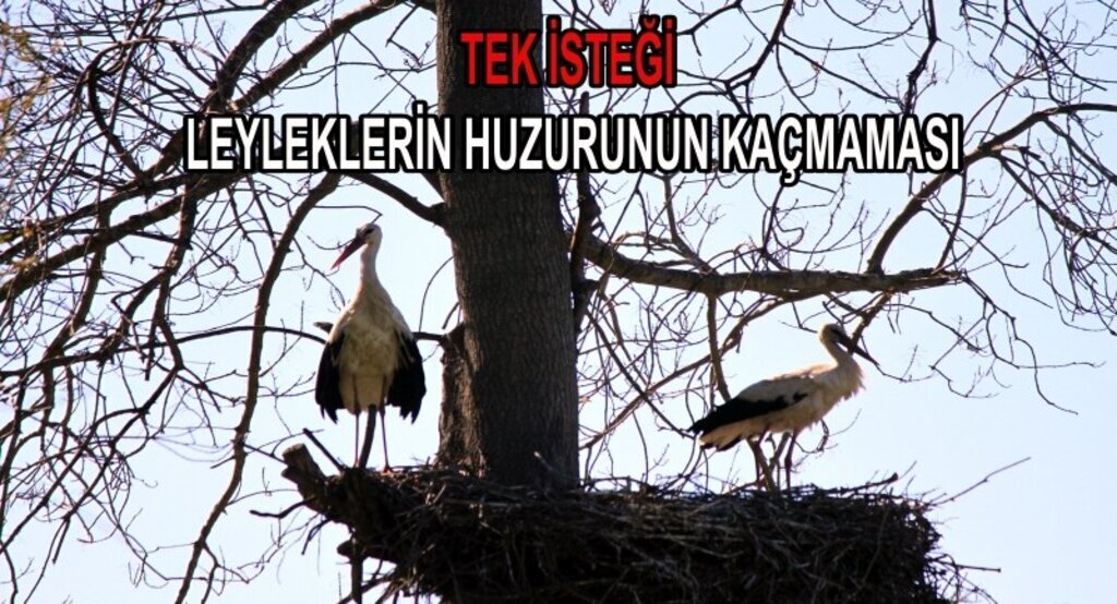 Tek isteği leyleklerin huzurunun kaçmaması