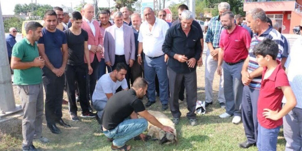 Tekkeköy Sanayi Mahallesi sakinleri adak kurbanı kesti