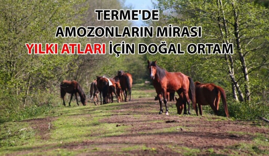 Terme'de Amazonların mirası yılkı atları için doğal ortam