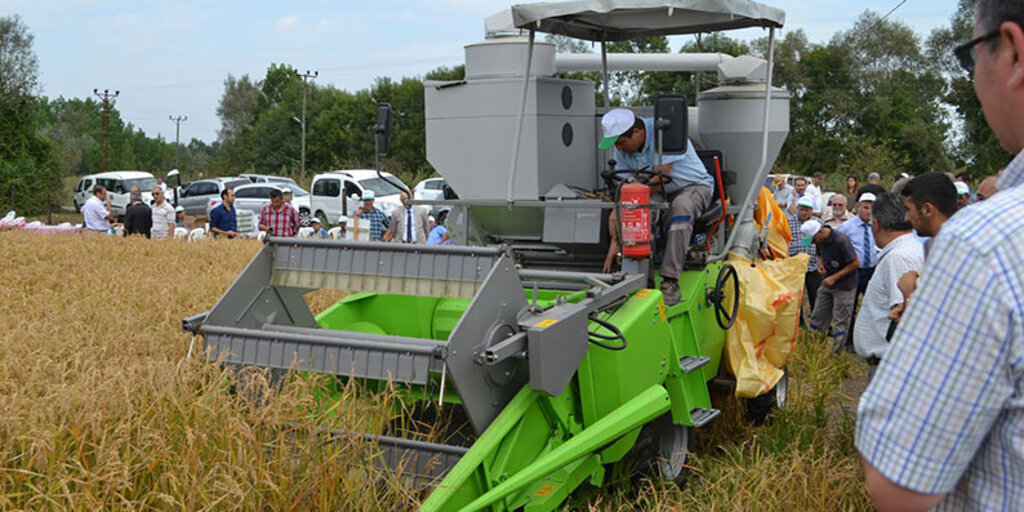 Terme’de çeltik tarla günü yapıldı