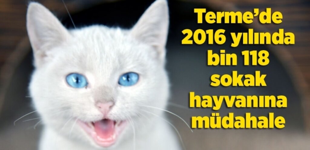 Terme’de sokak hayvanlarına müdahale 
